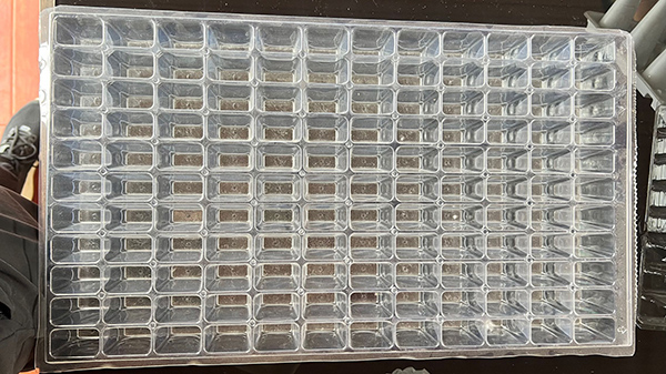 山東蝎子孵化盤